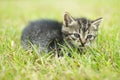 Cute little cat Royalty Free Stock Photo