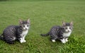 Cute little cat in green grass by slight blurred background Royalty Free Stock Photo