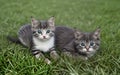 Cute little cat in green grass by slight blurred background Royalty Free Stock Photo