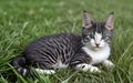 Cute little cat in green grass by slight blurred background Royalty Free Stock Photo