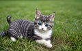 Cute little cat in green grass by slight blurred background Royalty Free Stock Photo