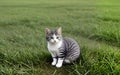 Cute little cat in green grass by slight blurred background Royalty Free Stock Photo