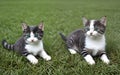 Cute little cat in green grass by slight blurred background Royalty Free Stock Photo