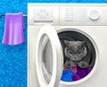 Cute cat inside the washing machine Royalty Free Stock Photo