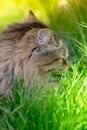 Cute little cat lay outside on green spring grass. Backlit Royalty Free Stock Photo