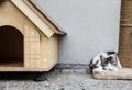 Cute little cat lying on scratching post near pet house Royalty Free Stock Photo