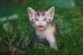 Cute little cat meowing Royalty Free Stock Photo