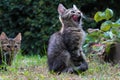 Cute little cat playing in the garden