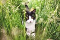 cute little cat portrait in grass Royalty Free Stock Photo