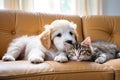 cute little cat and a puppy dog snuggling on a brown leather couch Royalty Free Stock Photo