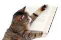 Cute little cat reading a book