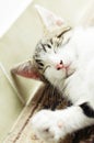 Cute little cat relax Royalty Free Stock Photo