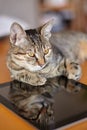 Cute little cat with short fur lays on the electronic tablet. The reflexion of kitty on black screen.