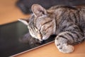Cute little cat with short fur sweetly sleeps laying on the electronic tablet. The reflexion of kitty on black screen.