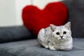A cute little cat, short hair silver tabby scottish fold, lying on black sofa looking at a camera with a red heart pillow Royalty Free Stock Photo
