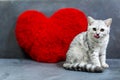 A cute little cat, short hair silver tabby scottish fold, sitting on black sofa looking at a camera, tongue out and licking nose Royalty Free Stock Photo