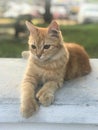 A cute little cat sitting on a bench. Royalty Free Stock Photo