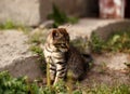 Cute little cat sitting in the garden Royalty Free Stock Photo