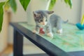 Scared gray kitten on a glass table