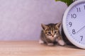 Striped kitten sits near a clock on a wooden table Royalty Free Stock Photo