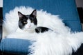 cute little cat sleeping on fluffy white  hygge concept Royalty Free Stock Photo