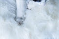 cute little cat sleeping on fluffy white  hygge concept Royalty Free Stock Photo