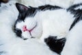 cute little cat sleeping on fluffy white  hygge concept Royalty Free Stock Photo