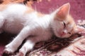 A cute little cat slepy Royalty Free Stock Photo