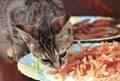 Cute little cat of tabby color eats chicken chips from the plate.