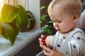 Cute little caucasian toddler boy with mother smiling and having fun holding pot with planted flower near window sill at home. Royalty Free Stock Photo