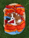 Cute little Cavalier King Charles Spaniel lying on the colorful blanket in the wooden basket Royalty Free Stock Photo