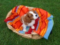 Cute little Cavalier King Charles Spaniel sitting on the colorful blanket in the wooden basket Royalty Free Stock Photo