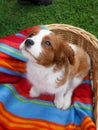 Cute little Cavalier King Charles Spaniel sitting on the colorful blanket in the wooden basket Royalty Free Stock Photo