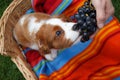 Cute little Cavalier King Charles Spaniel sitting on the colorful blanket in the wooden basket eating the grapes from the hand Royalty Free Stock Photo