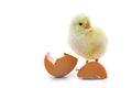 Cute little chick Royalty Free Stock Photo