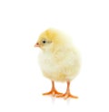Cute little chick Royalty Free Stock Photo