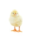 Cute little chick Royalty Free Stock Photo