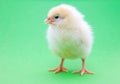 Cute little chick Royalty Free Stock Photo