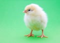 Cute little chick Royalty Free Stock Photo