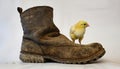 Cute little chick in an old boot isolated on light background. Free copy space. Royalty Free Stock Photo