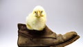 Cute little chick in an old boot isolated on light background. Free copy space. Royalty Free Stock Photo