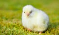 Cute little chick outside Royalty Free Stock Photo