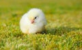 Cute little chick Royalty Free Stock Photo