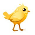 Cute little chick walk side view cartoon character design flat vector illustration Royalty Free Stock Photo