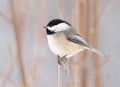Cute Little Chickadee Perched On A Branch In Winter