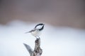 Black Capped Chickadee - Perched on a Willow Stump Royalty Free Stock Photo