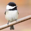 Adorable black-capped chickadee small bird Royalty Free Stock Photo