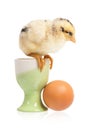 Cute little chicken Royalty Free Stock Photo