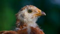 Cute Little Chicken Close-Up (16:9 Aspect Ratio) Royalty Free Stock Photo