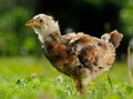 Cute Little Chicken Close-Up Royalty Free Stock Photo